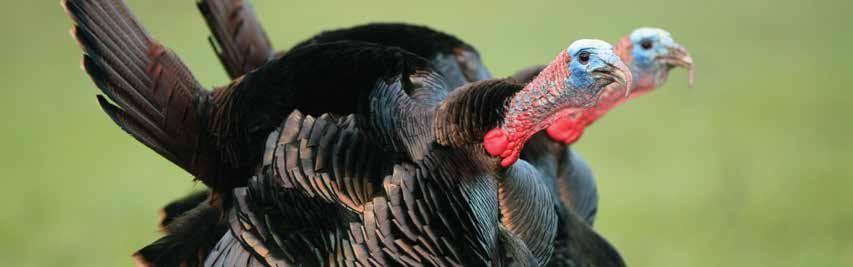 SEC. III CHALLENGES TO WILD TURKEYS IN MISSISSIPPI SECTION III CHALLENGES TO WILD TURKEYS IN MISSISSIPPI Trends in wild turkey populations do not occur in isolation.