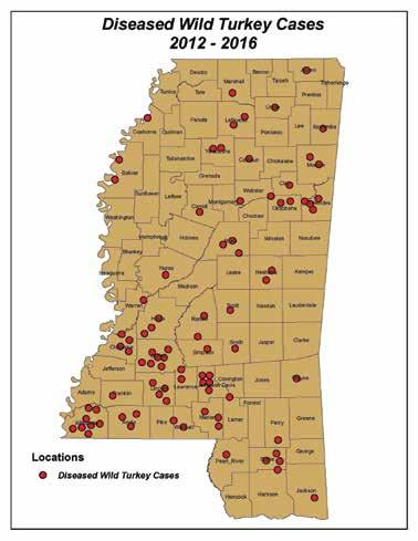 SECTION III CHALLENGES TO WILD TURKEYS IN MISSISSIPPI When feasible, diseased specimens are collected by the MDW- FP and sent to the Southeast Cooperative Wildlife Disease Study (SCWDS) in Athens, GA
