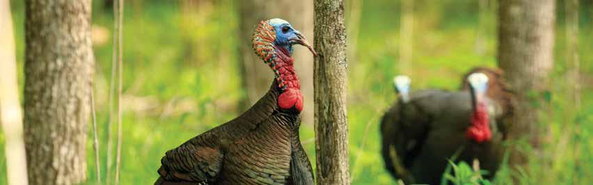 SEC. III CHALLENGES TO WILD TURKEYS IN MISSISSIPPI SECTION IV ELEMENTS, OBJECTIVES, AND STRATEGIES The following section outlines a framework through which the MDWFP and its partners can impact wild
