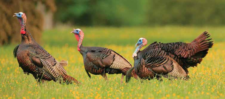 EXECUTIVE SUMMARY The Eastern wild turkey is a cherished and highly pursued game species in Mississippi.