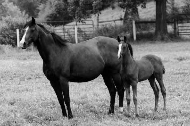 Equine reproduction www.equine-reproduction.com Equine color genetics information www.equinecolor.com Equine reproduction: Colorado State University http://equinescience.colostate.