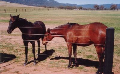 Main areas of behaviour patterns Horse behaviour patterns can be divided into eleven individual areas: wild behaviour social behaviour sexual behaviour maternal behaviour feeding behaviour domination