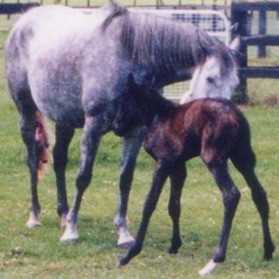 mares maternal instinct is inherited from her own dam maiden mares are often poor mothers, but this often improves.