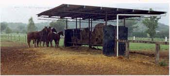 The photo below shows a group of horses eating from a feeder. The horse closest to the feeder is the dominant horse, with the other horses positioned according to pecking orders.
