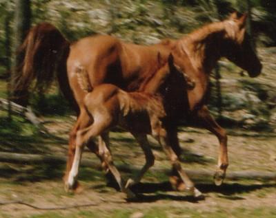 Newborn foals have good sight and are up on their feet capable of flight, within an hour or so after birth. This allows them to stick to their dams side and flee predators.