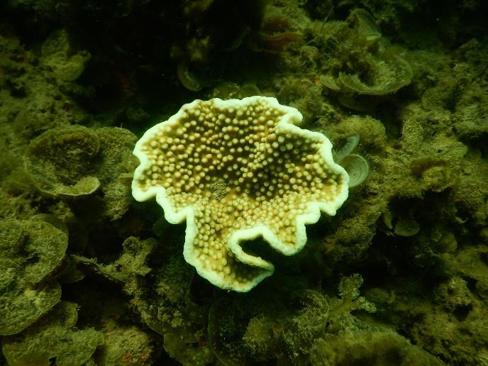 Foliose hard coral recruit, Middle