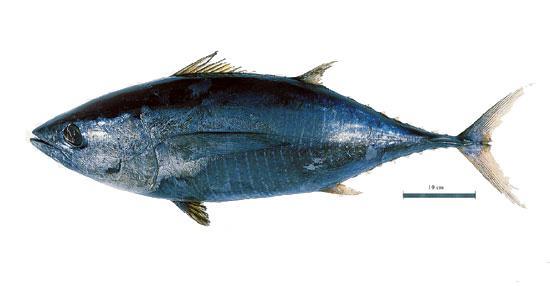 6. Compare the perch (top), a basic fish, drawn below, with the tuna (bottom), a fish that cruised in the open ocean.