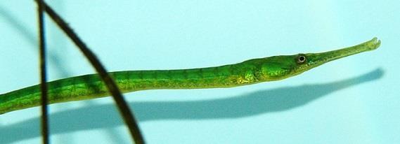 they are real. Consider the Bay Pipefish.