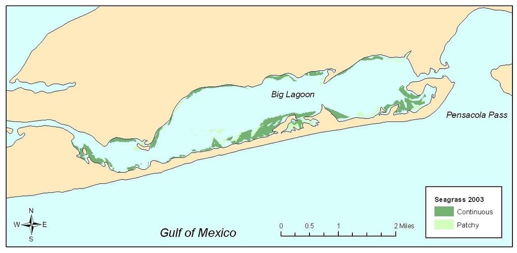 Figure 2. Seagrass coverage in Big Lagoon, 2003.