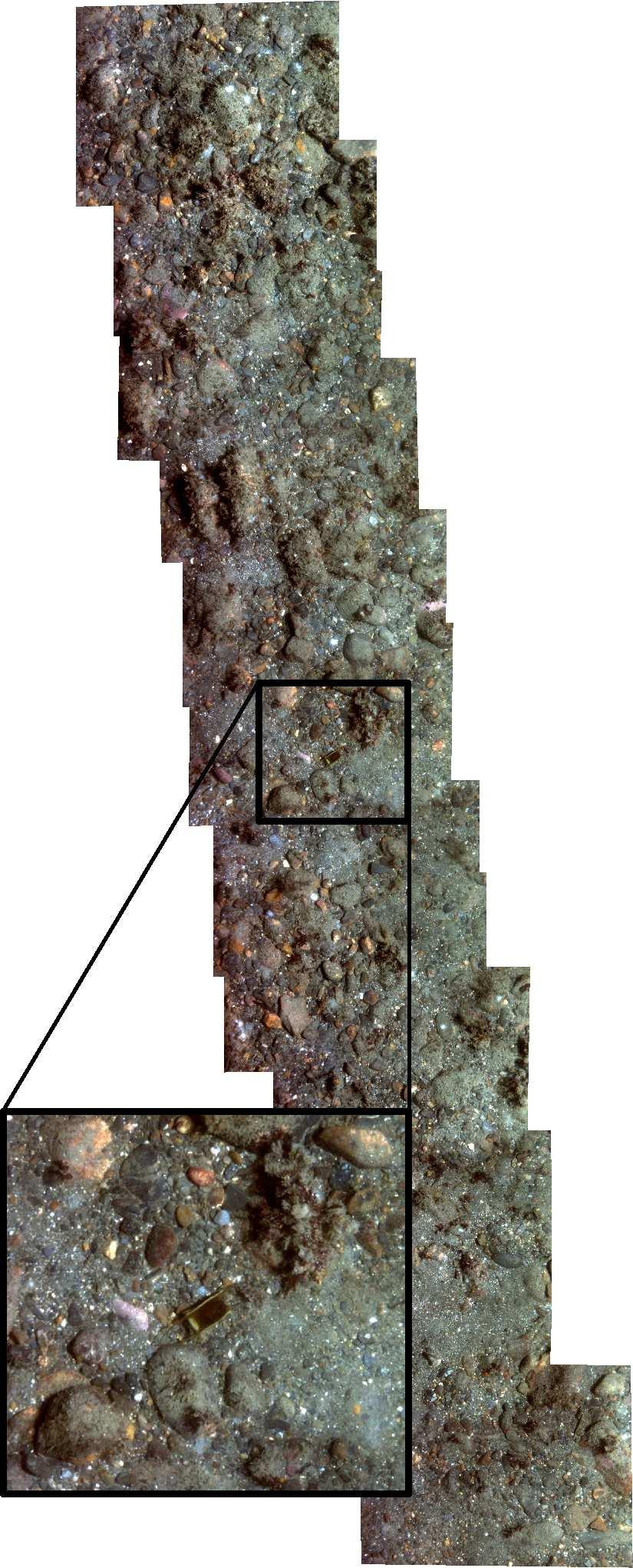 Fig. 5. Sample 1 image mosaic along a drift track. The images were taken at 1. meters altitude. The skate egg case, likely Leucoraja sp., in the highlighted section is approximately 8 cm in length.