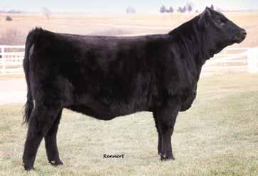 Make sure & stop by the 47 KEGLEY CATTLE KEG DIVA 3D AURORA COOPERATIVE BOOTH at the Classic! Ask at the booth for the Classic Special on panels! -6 BW 4.3 WW 62 YW 101 Calved...3/12/16 Tattoo.