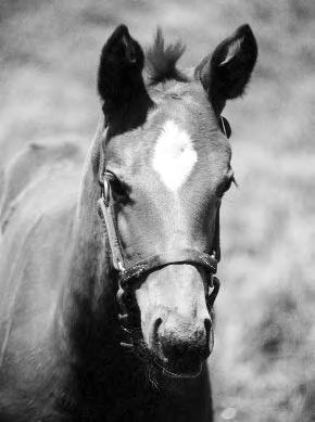Developmental Orthopedic Disorders in Growing Horses Photo by Mark Llewellyn BY L.A. LAWRENCE, PH.D. AND EILEEN PHETHEAN Developmental orthopedic disease refers to several growth abnormalities that affect young horses.
