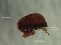 Mesoveliidae