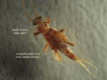 Capniidae Small