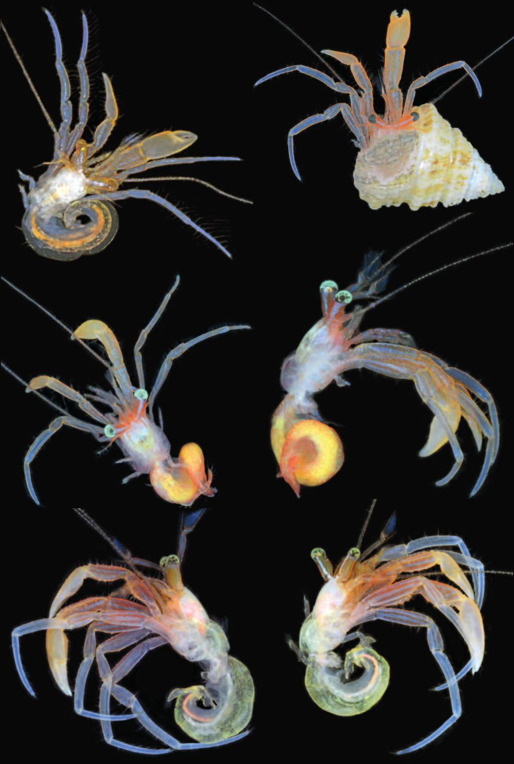 New micro-pagurid fauna F E FIG. 4. Leptopagurus rhabdotus n. gen., n. sp.:, ominica: 0.9 mm, URSU 16-12, USNM 1291967, dorsal view; -F, uraçao:, (in shell) 1.