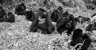 RWANDA Rapid Decline in the Largest Group of Mountain Gorillas Pablo s group is the largest habituated group of mountain gorillas in the Volcanoes National Park, Rwanda, or anywhere in the world.