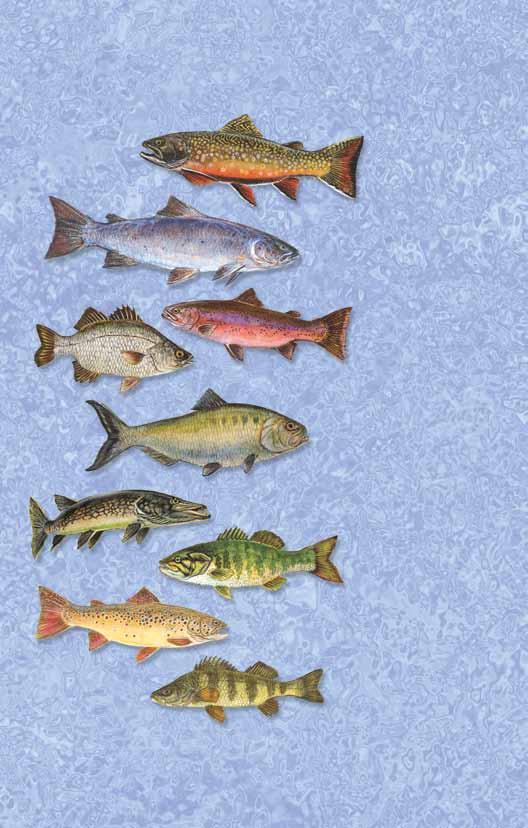 Anglers Guide to the 1 1 Speckled Trout Salvelinus fontinalis 2 2 Atlantic Salmon Salmo salar 4 3 3 Rainbow Trout Oncorhynchus mykiss 4 White Perch Morone americana 5 5 American Shad