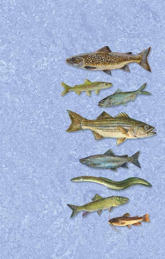 Fishes of Nova Scotia 10 Lake Trout Salvelinus namaycush 10 11 Rainbow Smelt Osmerus mordax 12 Alewife Alosa pseudoharengus 11 12 13 Striped Bass Morone saxatilis 14 Lake Whitefish Coregonus