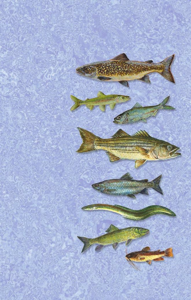 Fishes of Nova Scotia 10 Lake Trout Salvelinus namaycush 10 11 Rainbow Smelt Osmerus mordax 12 Alewife Alosa pseudoharengus 11 12 13 Striped Bass Morone saxatilis 14 Lake Whitefish Coregonus