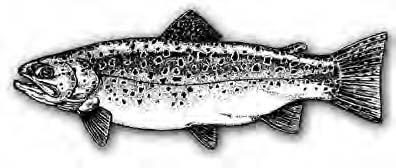 Juvenile Salmon Adipose fin Juvenile Salmon Brown Trout Maxillary reaches middle of the eye.
