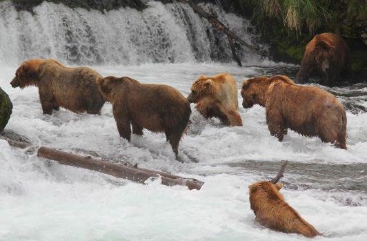 Brooks Camp Bears Included is round trip air transportation between Anchorage and Kulik, lodging, meals, boat and guide service on Kulik River, flights to Brooks Lodge for bear viewing or the Valley