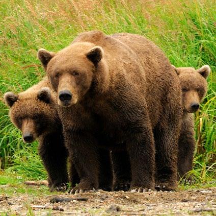 The personable staff, comfortable accommodations, and excellent backcountry bearviewing assure you a truly memorable experience.