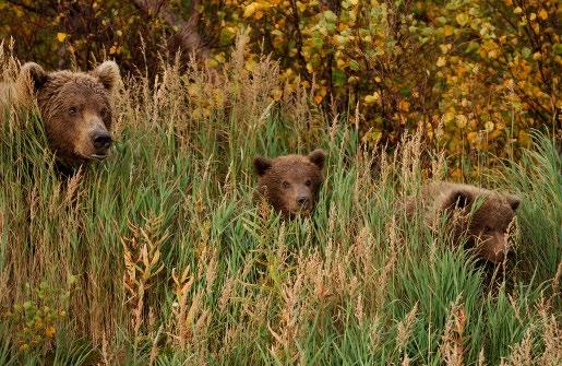 Superb bear viewing is available adjacent to the lodge on Kulik River.