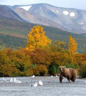 Come experience guided bear viewing on Kulik River away from the crowds, for an adventure not experienced by most.