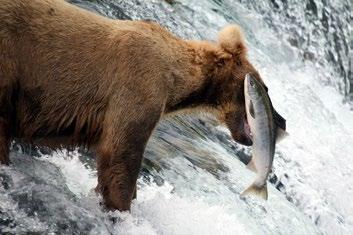 Katmai National Park boasts the largest population of protected brown bears in the world.