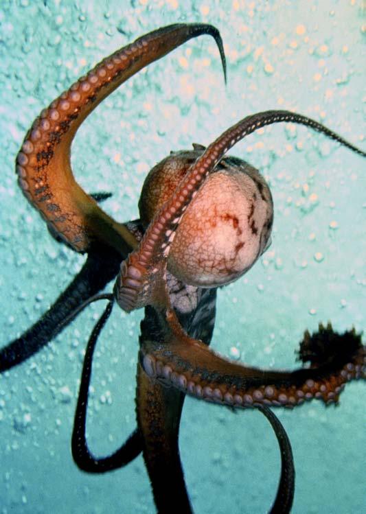 Octopuses live in both the euphotic and disphotic zones.