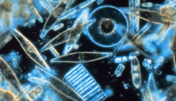 SUNLIGHT NUTRIENTS FROM WATER These microscopic phytoplankton are called diatoms. But there is one little organism that almost always gets eaten but does not actually eat anything itself.