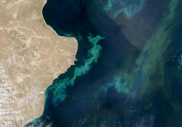 We are also a good indicator of the ocean s health. Scientists can see large patches of phytoplankton from space.