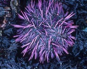 Entire populations of fish can drop dangerously low from overfishing. If you visit a tide pool, you may get a glimpse of a spiny sea urchin. Boats, anchors, and divers can break coral.