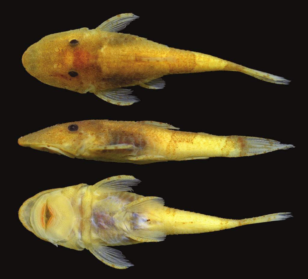 P. Lehmann A., H.Lazzarotto & R.E. Reis 29 Fig. 1. Parotocinclus halbothi, holotype, female, 19.