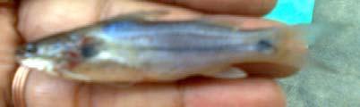fossilis Some edible & Ornamental fishes of Dihing River Nandus