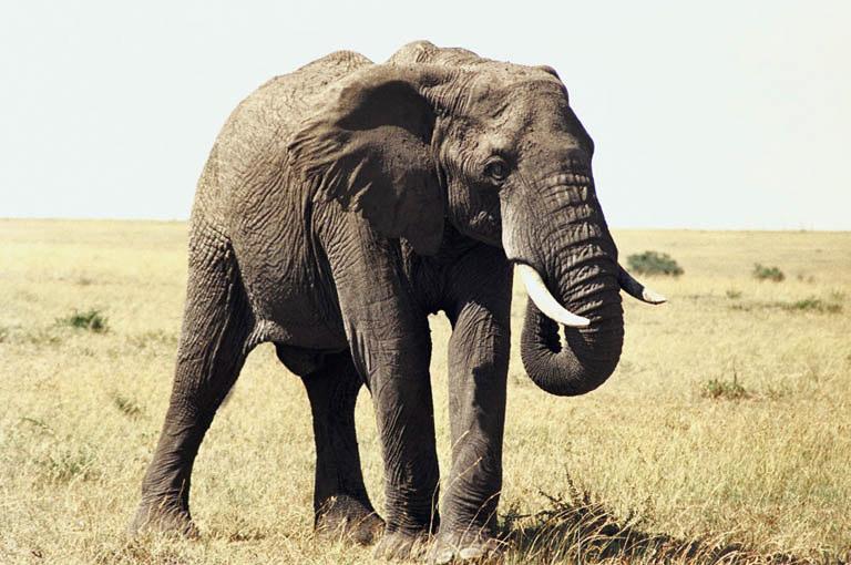 Name: Date: Skill: Reading Comprehension The African Elephant The African elephant is very big! It is the biggest land animal on Earth. It is also one of the smartest land animals.