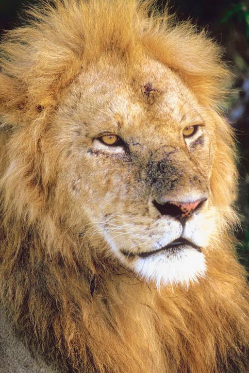 Name: Skill: Reading Comprehension The King of the Jungle Date: The lion is the king of the jungle. They are big and strong. Lions weigh 400 pounds and stand 4 feet tall.