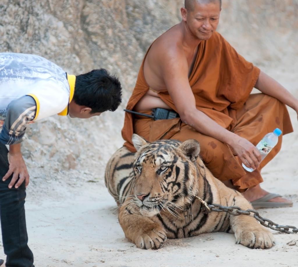 Tigers to be freed 20th April 2015 AFTER 15 years of complaints by animal rights campaigners, all the tigers held at Thailand s Tiger Temple are set to be freed by the end of April.