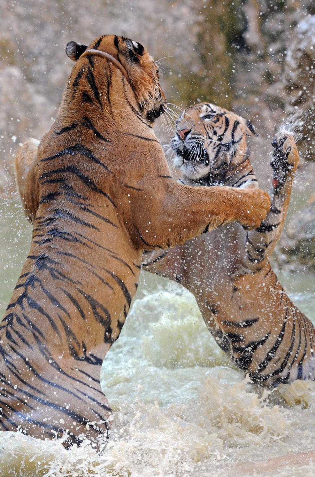 TIGERS TO BE FREED ADDITIONAL FACTS AND FIGURES ILLEGAL TRADE It is against the law to exchange or sell tigers.