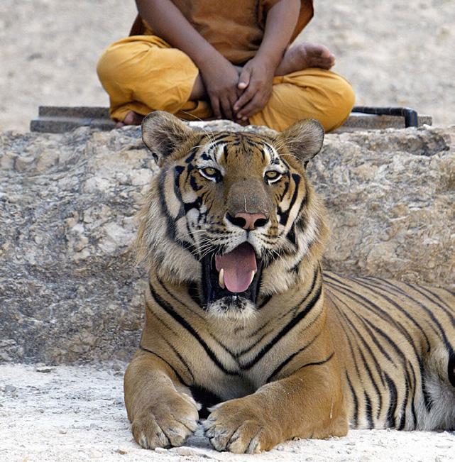 tigers in this way? 5) Humans are animals.