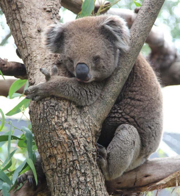 Australian Woodlands Victorian Koala Victorian Koalas are a uniquely Australian marsupial that is found in the woodlands of South Eastern Australia. What can you see the Koalas doing?