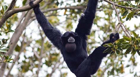 Tropical Rainforest - Siamang Siamangs spend almost all of their time in the trees of the South East Asian Rainforest.