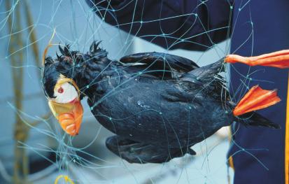 Dead Puffin found by Greenpeace in illegal driftnet. Kuril Islands, Russia.