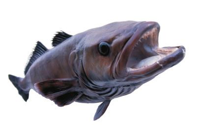 Patagonian toothfish (also known as Chilean Sea Bass or Miro). Australian Fisheries Management Authority most egregious offenders amongst the IUU operators in the Southern Ocean.