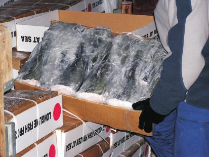 Confiscated illegal catch of Patagonian toothfish (also known as Chilean Sea Bass or Miro) from Viarsa 1.