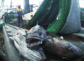Confiscated illegal catch of Patagonian toothfish (also known as Chilean Sea Bass or Miro).