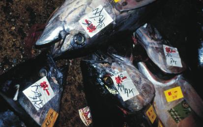 Tokyo fish market where Bluefin and Yellowfin tuna are being processed for sale. Tokyo, Japan. WWF-Canon / Jason Dewey ing to its website.