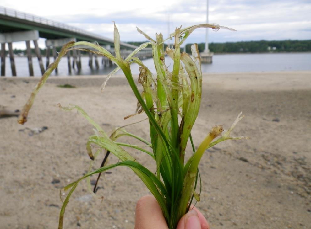 Green crab damage to eelgrass: Eelgrass shoots collected from the