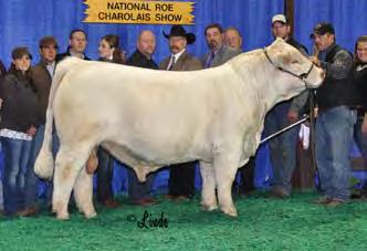 first two pages! n Thomas Ms Impressive 0641 is the premier donor dam of the entire Charolais breed! n Five of the eight possible National Champions the last two years are her progeny.