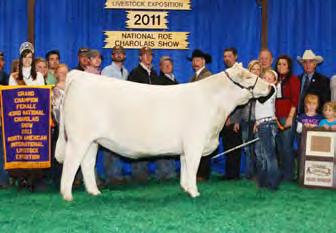 n Yes, the newly crowned 43rd National Champion Female Ivory Angel that sold the afternoon before the show during the National Charolais Sale for a record setting $76,000